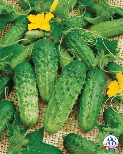 AAS Vegetable Award Winner: Cucumber Pick A Bushel F1 Excellent heat tolerant pickling cucumber which can be picked at the gherkin or spear stage and processed.