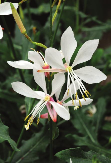Tolerant to heat and dry conditions Gaura Sparkle White Gaura lindheimeri First year flowering perennial, USDA Zone 6-9 Early