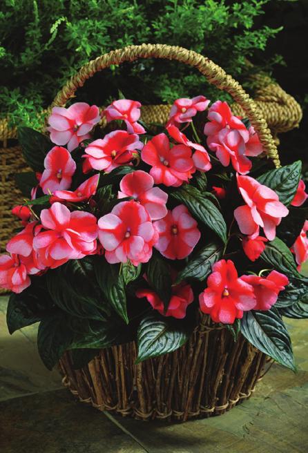 great show in containers and garden beds Impatiens New Guinea Florific Sweet Orange F 1 Impatiens hawkeri Will not succumb to