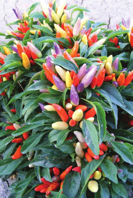 Ornamental Pepper NuMex Easter Capsicum annuum Novel eye-catching conical fruit transitions from lavender to yellow to orange