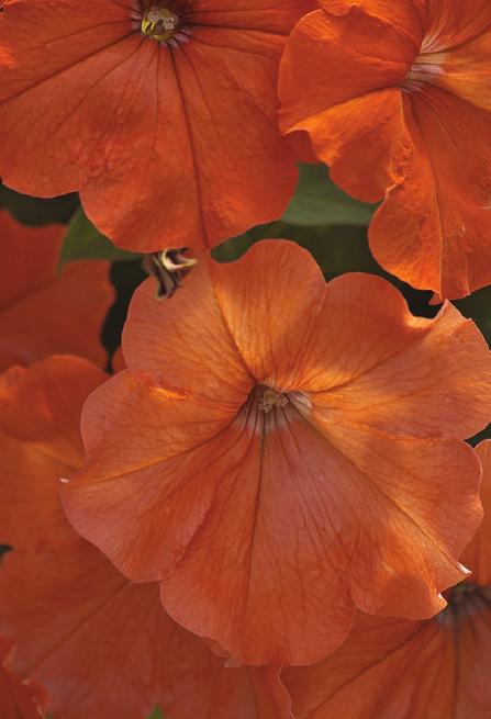 Petunia African Sunset F 1 Petunia x hybrida Distinct designer color in shades of orange Plants bloom prolifically all season Mounded