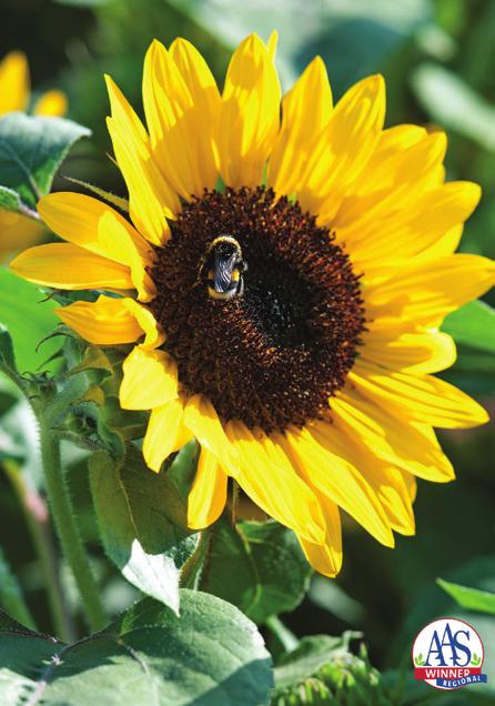 striking color Sunflower Suntastic Yellow with Black Center F 1 Helianthus annuus Regional Bedding Plant Winner GL Naturally dwarf and