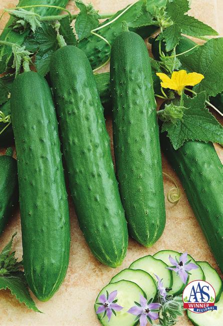 Saladmore Bush F1 Cucumis sativus Regional Vegetable Winner SE Well adapted to containers or raised beds Matures 55 days from sowing Semi bush