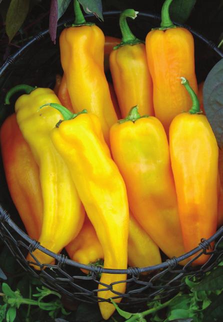 Pepper Giant Ristra F 1 Capsicum annuum Regional Vegetable Winner M/SW Heavy yield of hot 7-inch chile peppers Enjoy fresh, roasted, or dried Can
