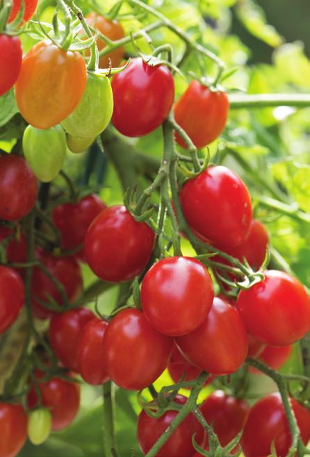 staking Disease resistance to TMV, Crack, and Anthracnose Tomato Fantastico F 1 Solanum lycopersicum National Vegetable Winner