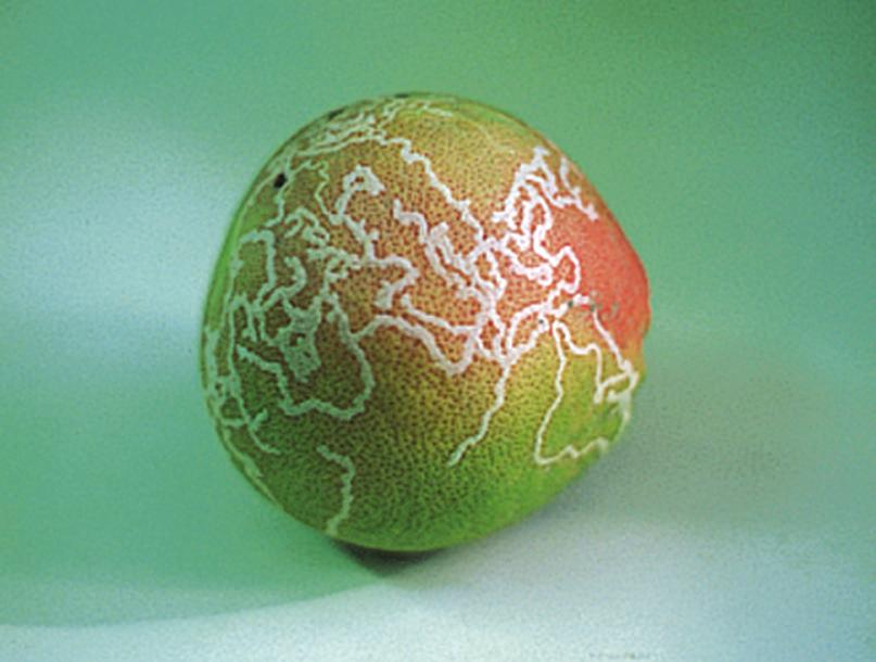 Although mature citrus trees generally tolerate leaf damage from leafminer without any damaging effects on tree growth or fruit yield, young trees can be injured.