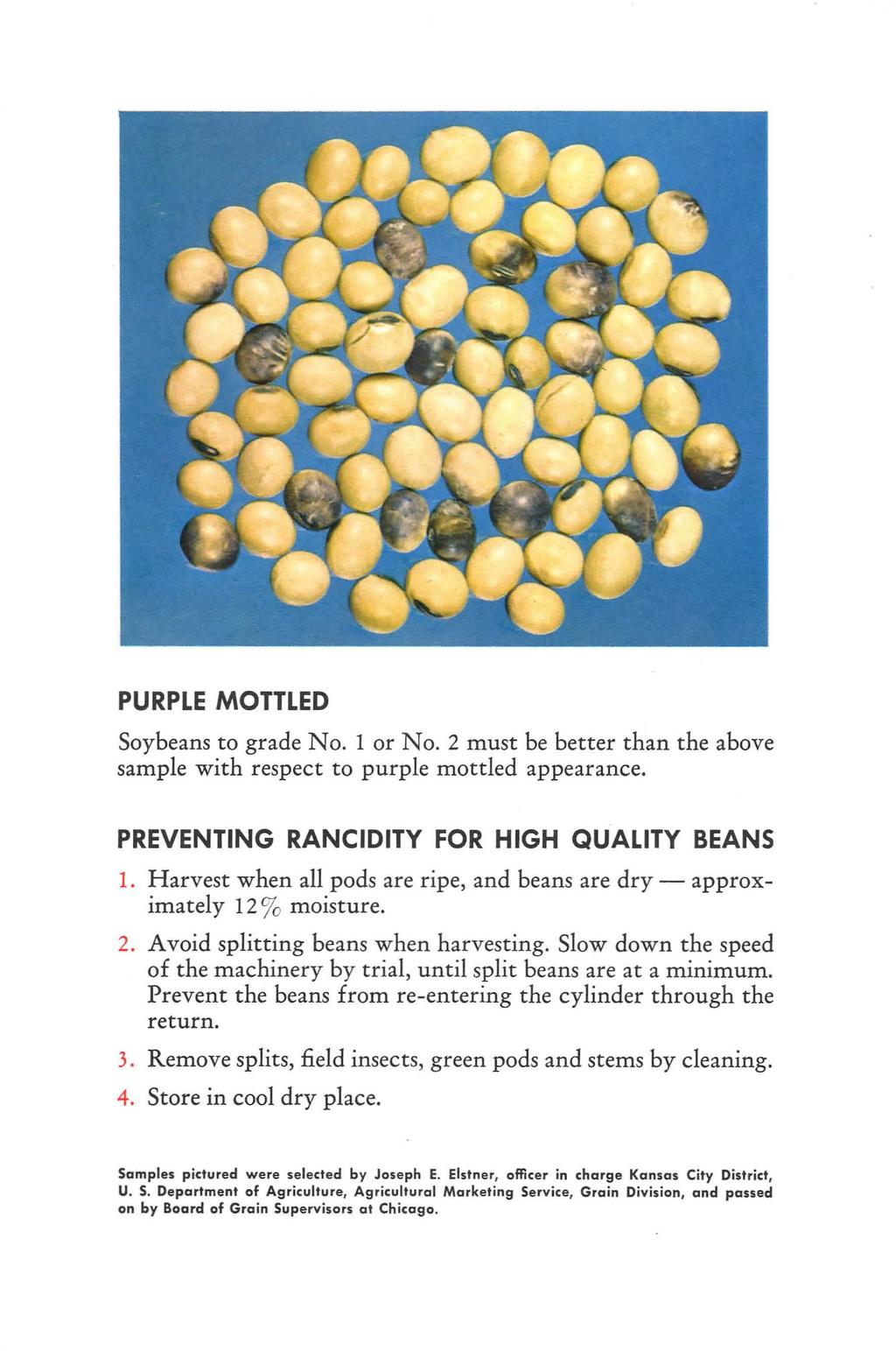 PURPLE MOTTLED Soybeans to grade No. 1 or No. 2 must be better than the above sample with respect to purple mottled appearance. PREVENTNG RANCDTY FOR HGH QUALTY BEANS 1.