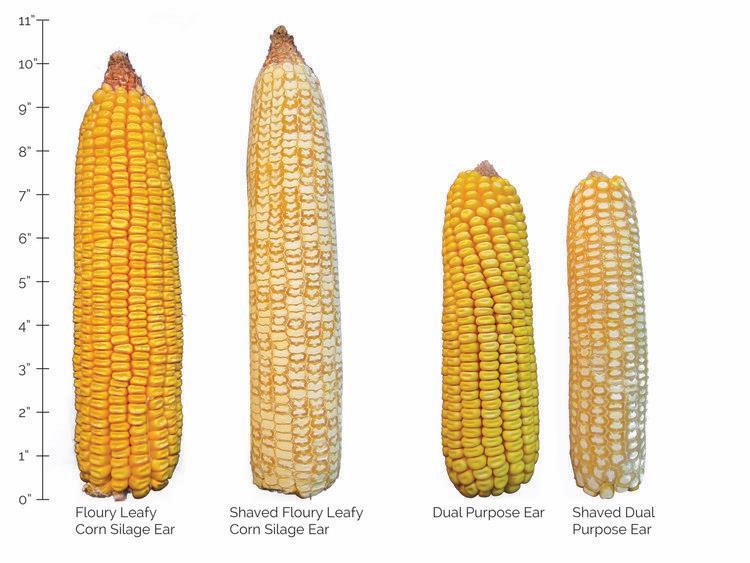 Appendix A: Plant type comparisons & ear type comparisons Breeding for ideal grain