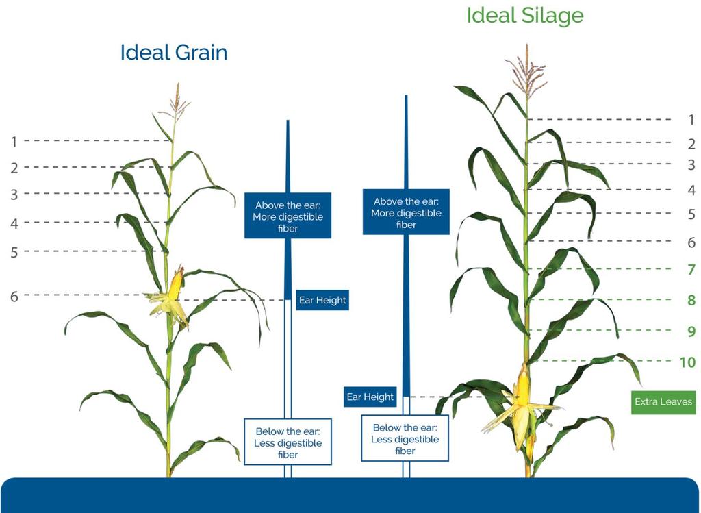 in common: A silage-specific ear and a dual-purpose grain corn ear that have been