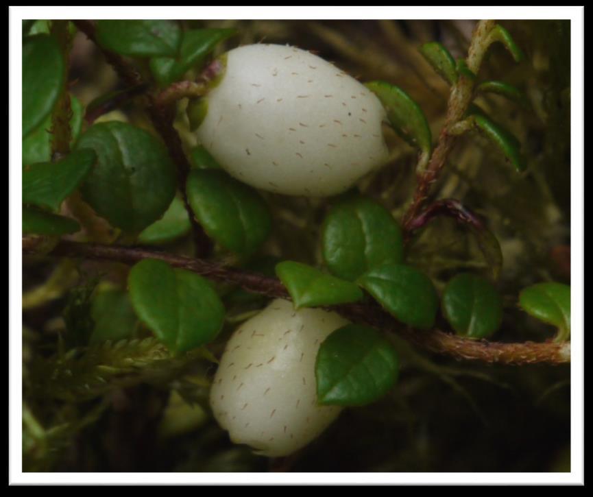 Emmet Eggs This small creeping woodland shrub