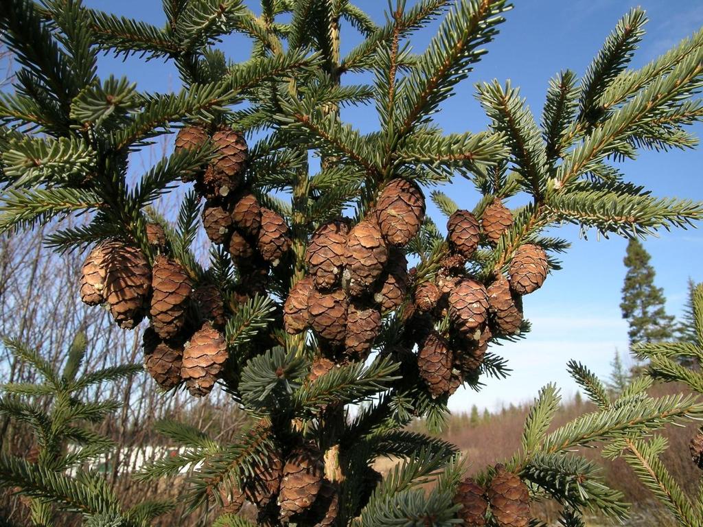 Black Spruce (Picea mariana) Usually