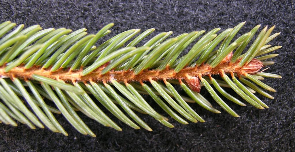 Black Spruce young twig. Note the twig surface is brown with tiny hairs which can be readily seen with a 10x hand lens.