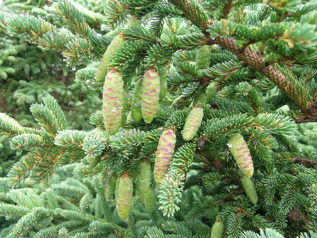 White Spruce (Picea glauca) Young and