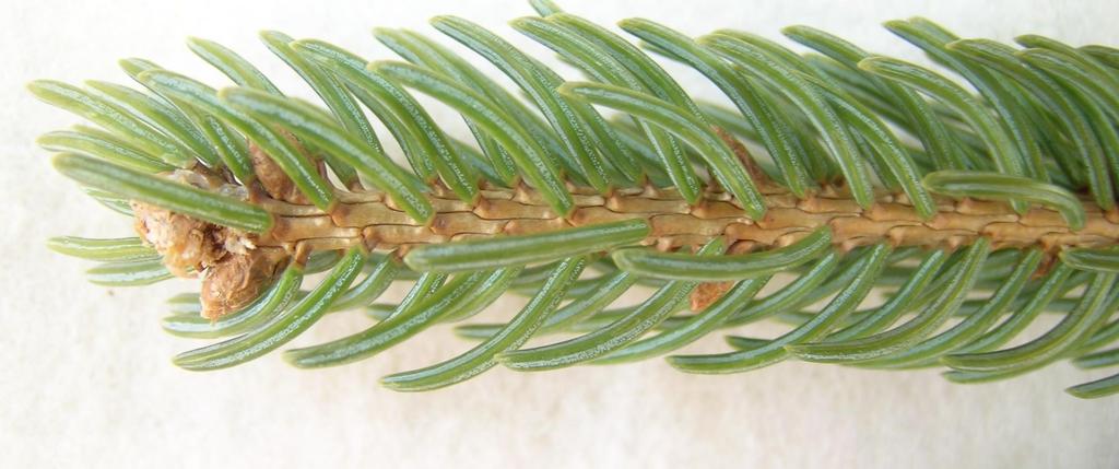 White Spruce twig surfaces are hairless and shiny light brown in colour. Bud scales do not project as thin structures beyond the end bud as is common in Black Spruce.