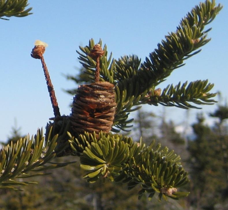 Cones are upright on branches and do not