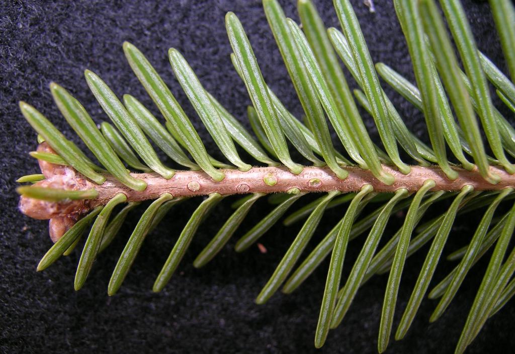 Balsam Fir needles are flattened in cross section, round