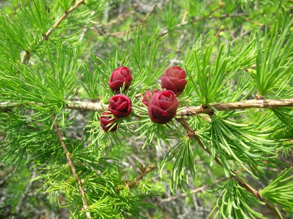 Larch/Tamarack (Larix laricina) Larch needles are soft and slender, attached singly in new twigs, but on older branches occurring in clusters of more than
