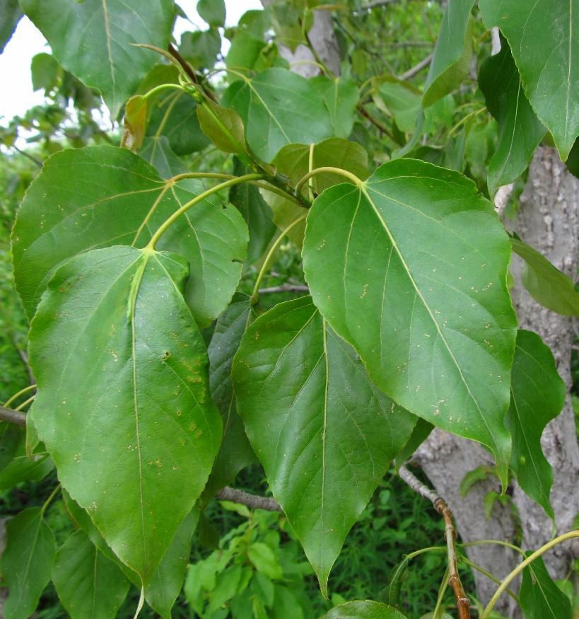 Balsam Poplar (Populus balsamifera) grows in