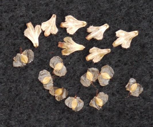 female seed catkins (C) dry