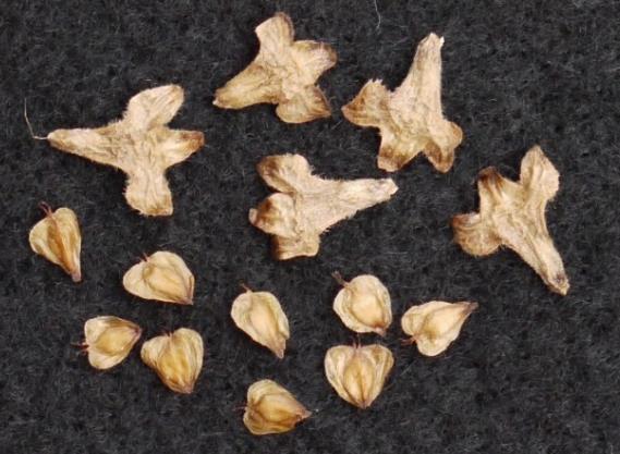 Unlike White Birch, the female seed catkins