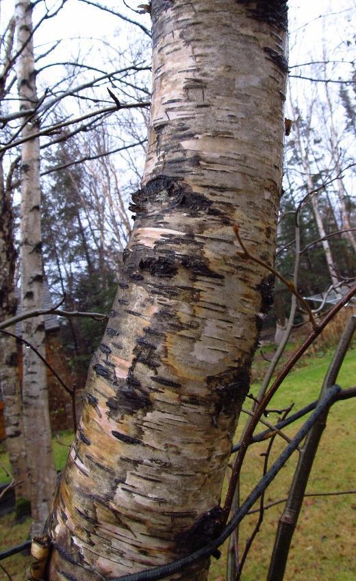 Mountain Paper Birch (Betula cordifoilia) is sometimes considered a
