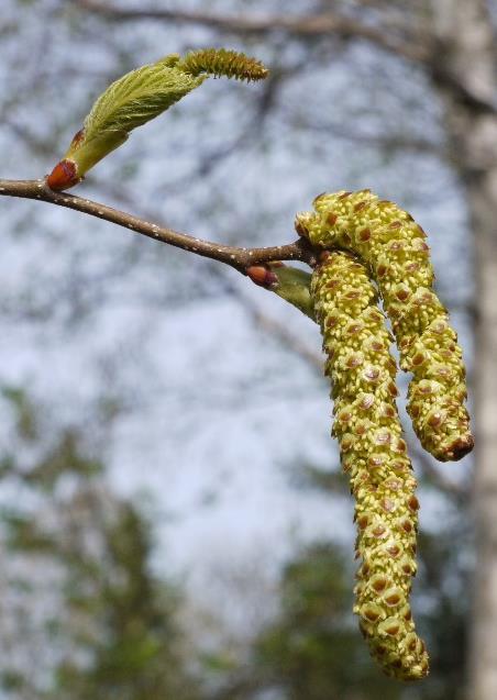 Also minute features such as leaf glands, catkin bracts and seed
