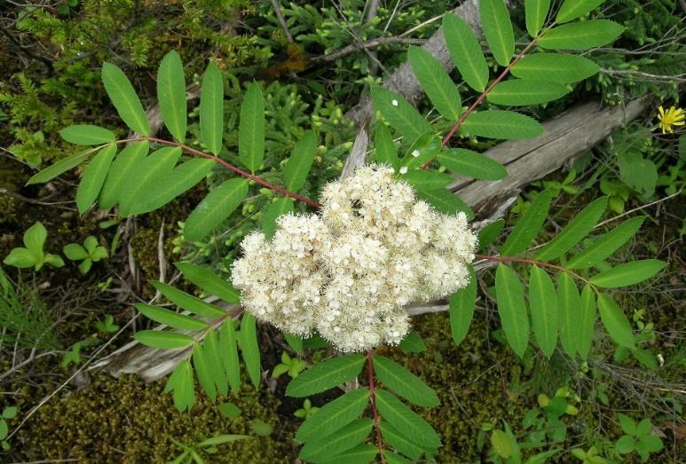 Showy Mountain Ash (Sorbus decora) is a small