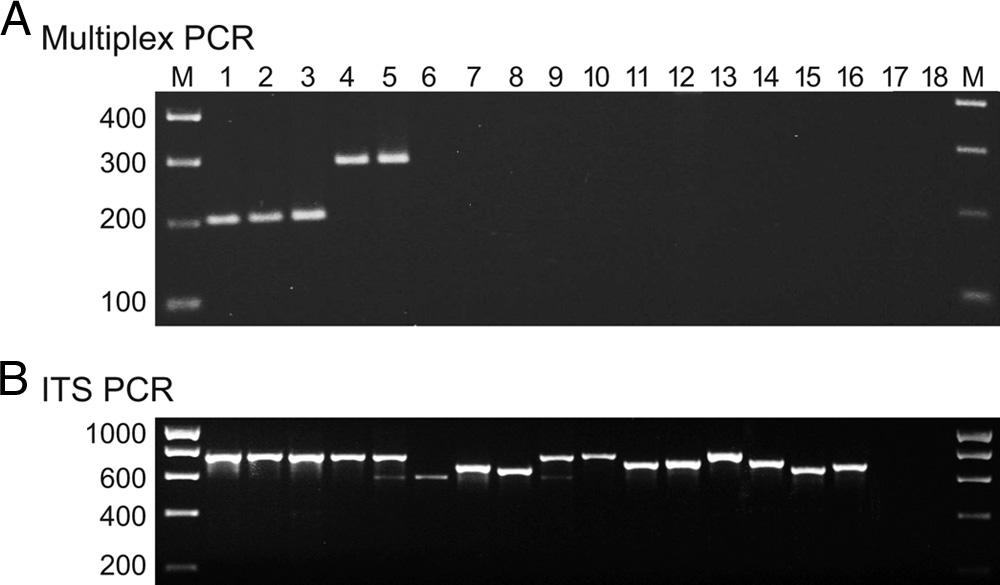 300 VISNOVSKY ET AL. APPL. ENVIRON. MICROBIOL. FIG. 3. Specificity of multiplex PCR primers for detection of R. roseolus from New Zealand and Japan.