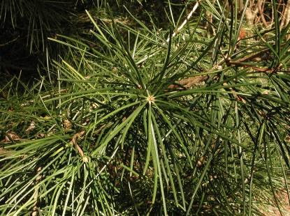Sciadopitys verticillata (SCIADOPITYACEAE) Japanese umbrella pine Japan Linear, 3-5 long Revolute margins Whorled (verticellate) in 10+ Lvs thick and grooved (looks like two fused needles on