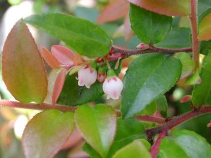 evergreen huckleberry British Columbia to California Ovate (0.5-1 in.