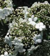 Dogwood Gardenia - Sweet Star Centennial