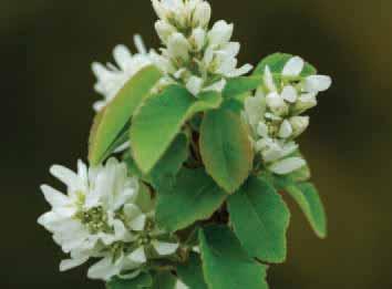 Serviceberry Amelanchier alnifolia