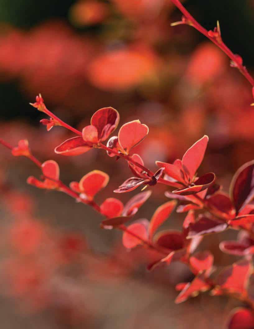 BARBERRY COLLECTION Barberry is one of the most widely used landscape shrubs in the northern U.S. for good reason: plant it and leave it alone.
