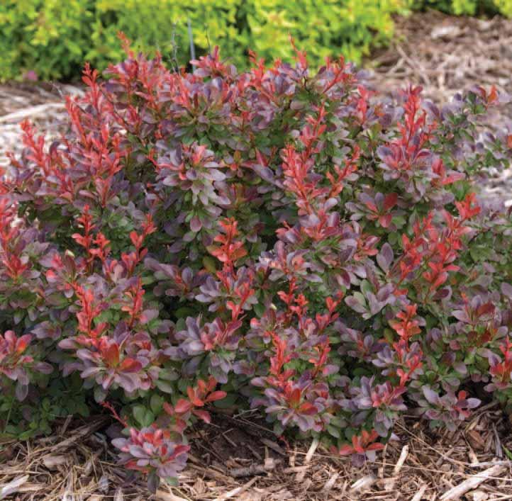 Cabernet Barberry ZONE H x W EXP Full Sun SHAPE OTHER ATTRIBUTES: