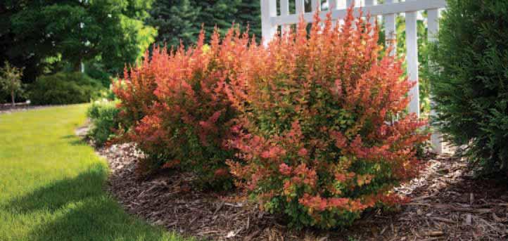 ATTRIBUTES: TOSCANA Barberry  ATTRIBUTES: