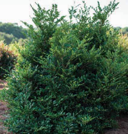 Linebacker Distylium Distylium PIIDIST-IV PP25,984 This upright evergreen takes on the shape of a white oak whiskey barrel in youth and matures into an excellent screening or hedge plant.