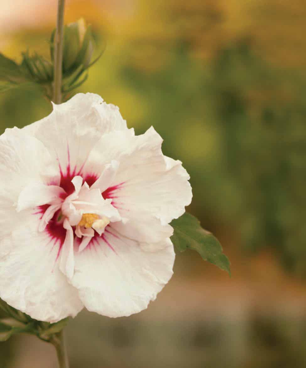 HIBISCUS COLLECTION Hibiscus syriacus or Rose of Sharon has been in the nursery trade a long time. Recent breeding work in Europe and the United States has generated renewed interest in hibiscus.