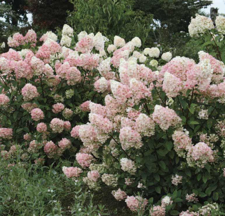 BEST SELLER Strawberry Sundae Hydrangea ZONE 3-8 H x W 4-5 x 3-4 EXP Full Sun to Part Shade SHAPE Compact, Upright OTHER ATTRIBUTES Hydrangea paniculata Rensun PP25,438 Strawberry Sundae is another