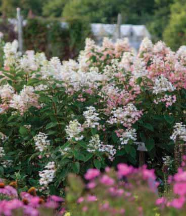 Tickled Pink Hydrangea Hydrangea paniculata HYPMAD II PP18,500 this hydrangea. Each bloom is completely covered giving the blossoms a full, frilly, lacy appearance.