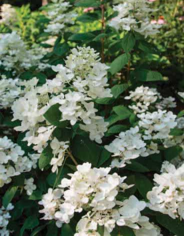 ZONE 3-8 H x W 4-6 x 5-6 EXP Full Sun to Part Shade SHAPE OTHER ATTRIBUTES White Diamonds Hydrangea Hydrangea paniculata HYPMAD I PP19,082 With a commanding presence in the summer and fall garden,