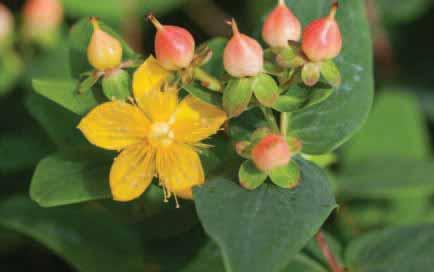 This plant thrives in full sun and welldrained soil and is adaptable in many