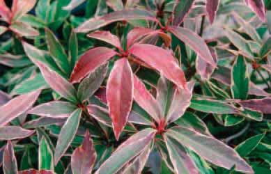 locations, Pink Frost has lovely variegated white and green foliage has a pleasant gin and