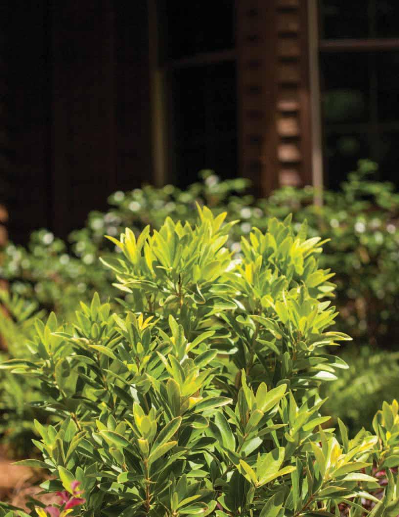 BananAppeal Small Anise Tree ZONE 7-9 H x W 3-4 x 3-4 EXP Part Sun to Shade SHAPE Upright, Round OTHER ATTRIBUTES - Deer resistant Illicium parviflorum PIIIP-I PPAF This compact, well-behaved