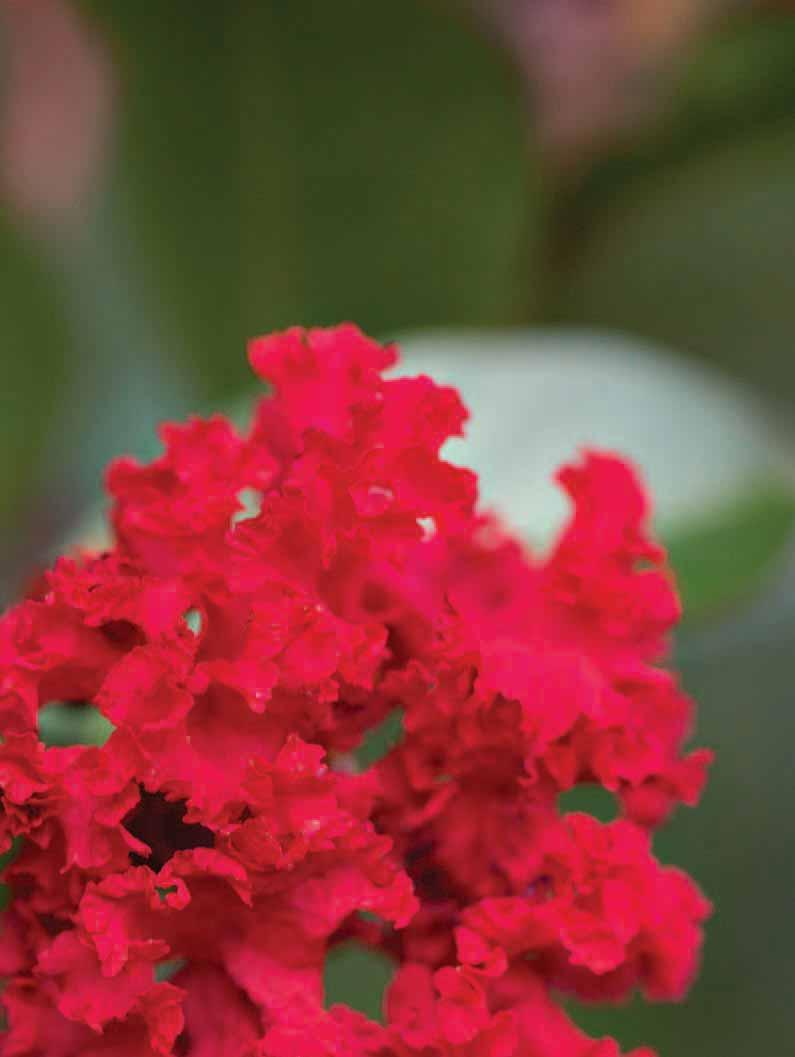 CRAPEMYRTLE COLLECTION heavily in 3, 5 and 7-gallon containers. These heavy bloomers sell fast at retail, and their compact nature makes them easy to cycle prune for fall sales.