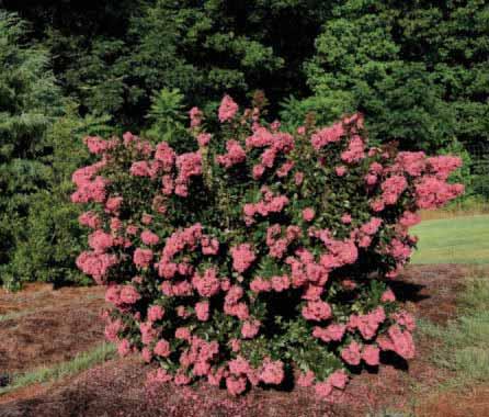 GREEN LEAF VARIETIES Coral Magic Crapemyrtle ZONE 7-9 H x W 6-10 x 6-10 EXP Full Sun SHAPE Rounded OTHER