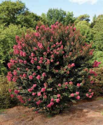 The foliage on this rounded shrub emerges plum-purple in color and eventually matures to rich dark blooms just
