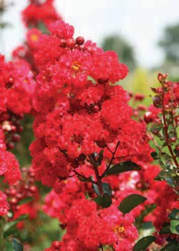BEST SELLER Purple Magic Crapemyrtle Lagerstroemia Purple Magic PP23,906 rounded, dense shrub from base to tip.