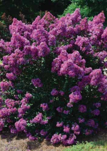 ZONE 7-9 H x W 6-10 x 6-10 EXP Full Sun SHAPE Rounded OTHER ATTRIBUTES - Deer resistant - Pollinator Ruffled Red Magic Crapemyrtle Lagerstroemia PIILAG-VII PP27,303 crapemyrtle has distinctly