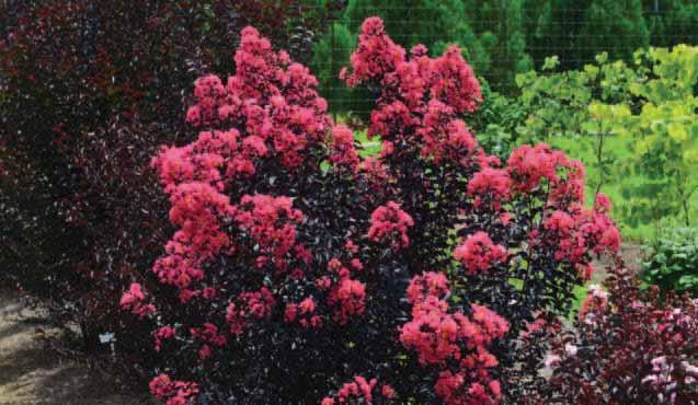 DARK LEAF VARIETIES Flowering Shrub Midnight Magic Crapemyrtle ZONE 7-9 H x W 4-6 x 4-6 EXP Full Sun SHAPE Upright, Compact OTHER ATTRIBUTES - Deer resistant - Pollinator 64 FirstEditions
