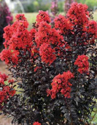 Foliage color does not fade in southern heat making it a good replacement for purple leaf plums. Sunset Magic Crapemyrtle Lagerstroemia PIILAG-IX PPAF that cover the plant when they bloom.